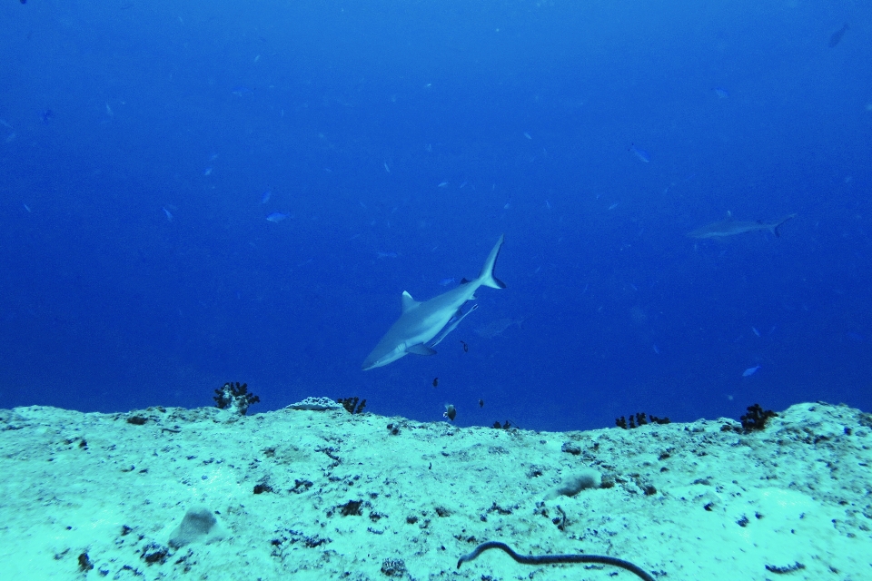 Carcharhinus amblyrhynchos, Echeneis naucrates