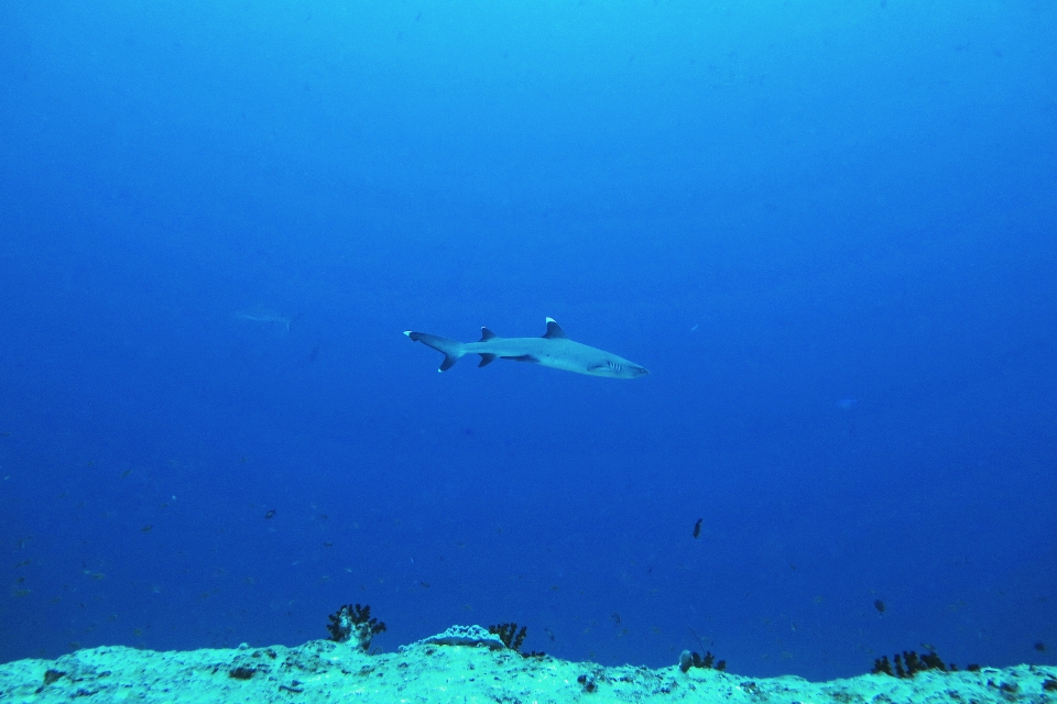 Triaenodon obesus