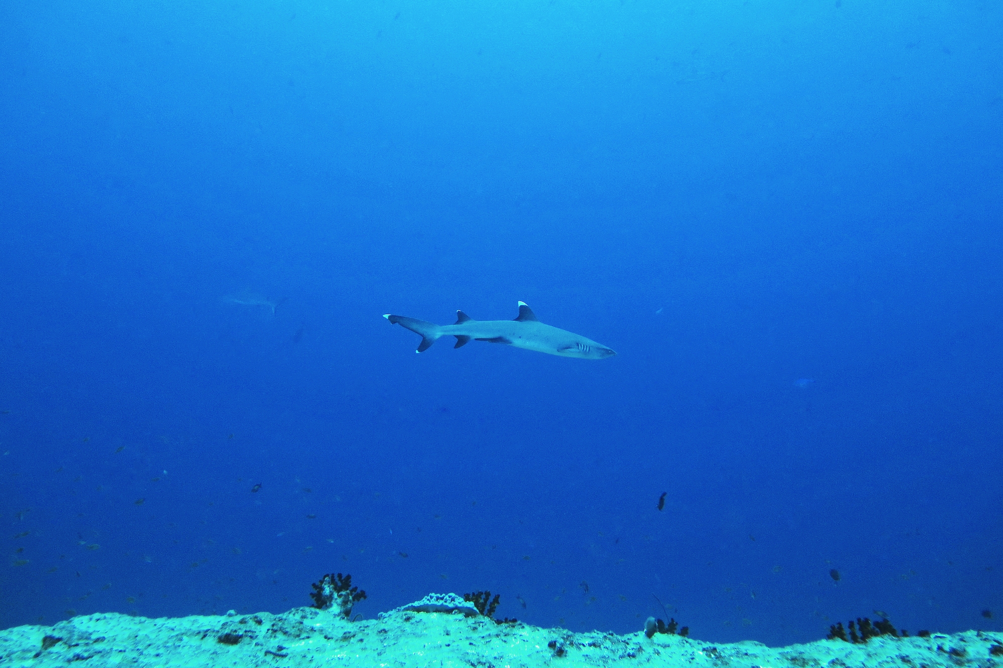 Triaenodon obesus