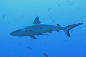 Carcharhinus amblyrhynchos