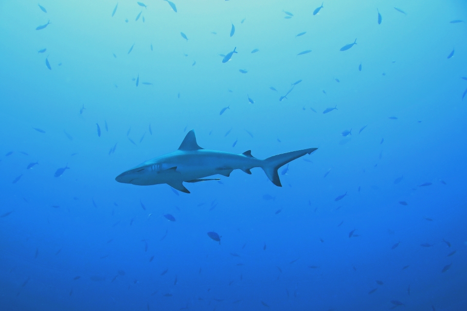 Carcharhinus amblyrhynchos