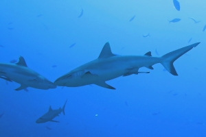 Carcharhinus amblyrhynchos