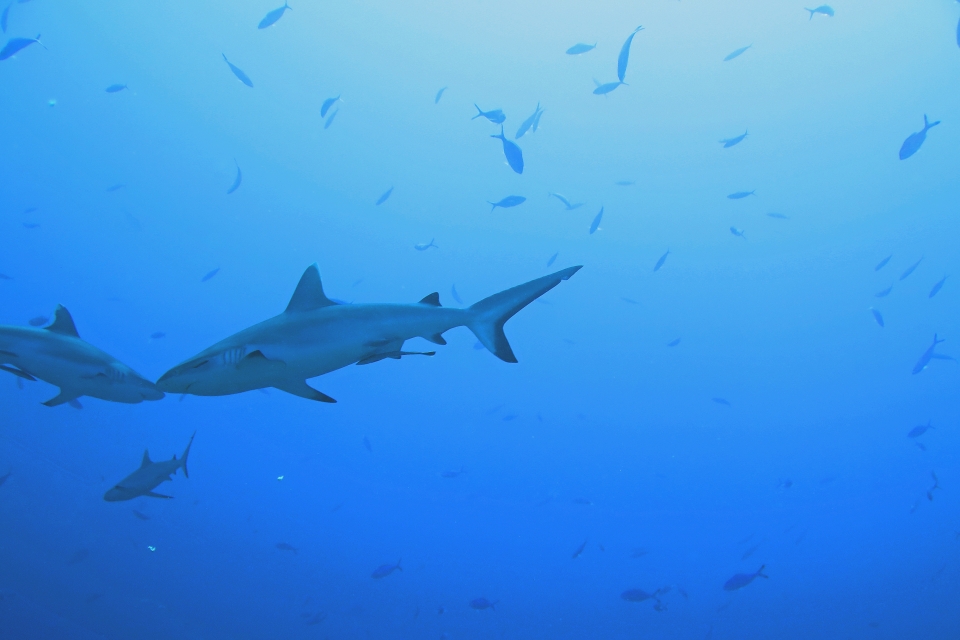 Carcharhinus amblyrhynchos