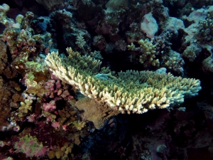 Acropora