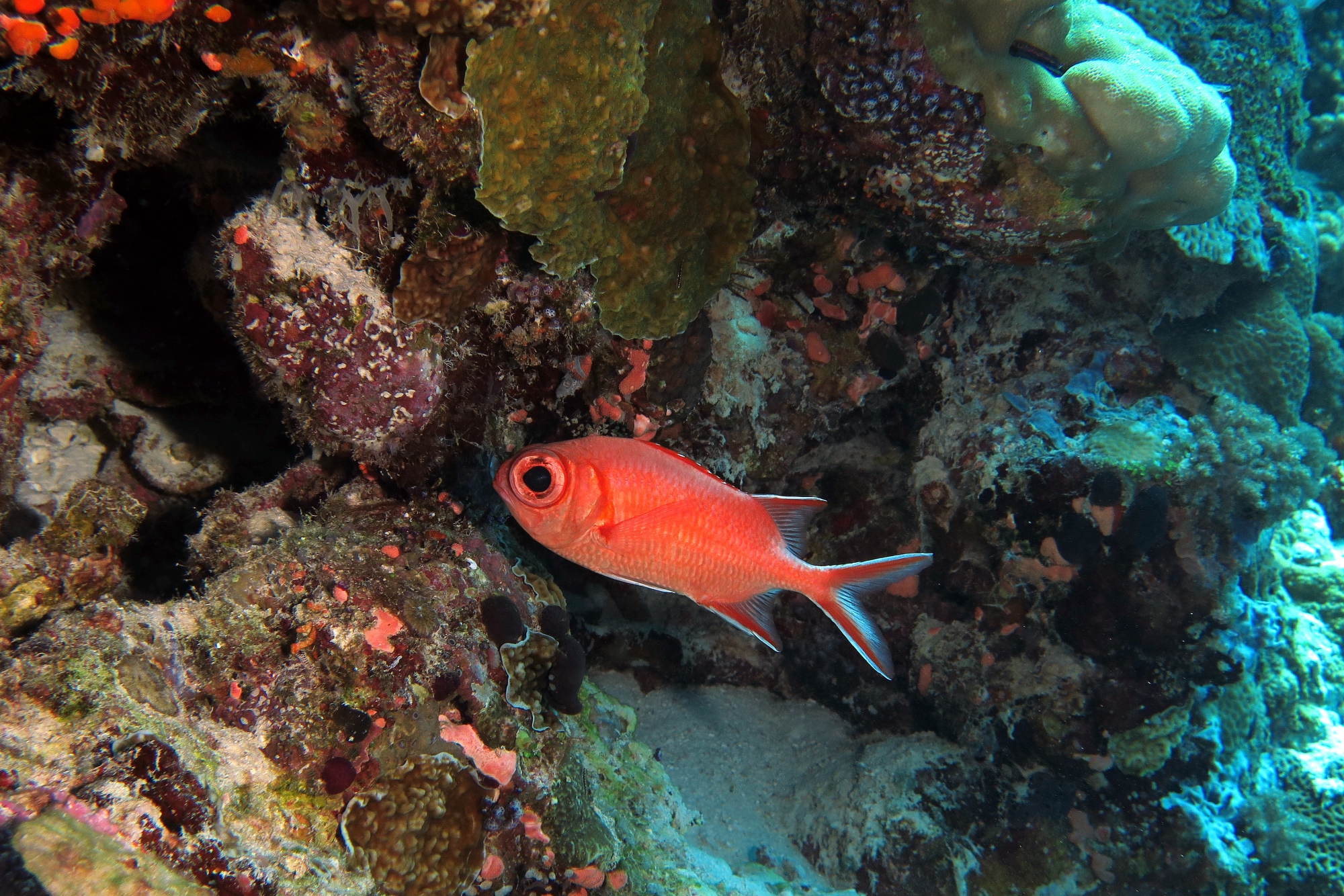 Myripristis vittata