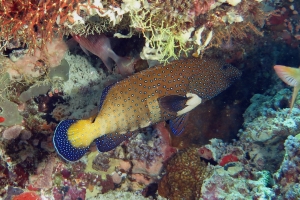 Cephalopholis argus, Monotaxis heterodon, Sargocentron caudimaculatum