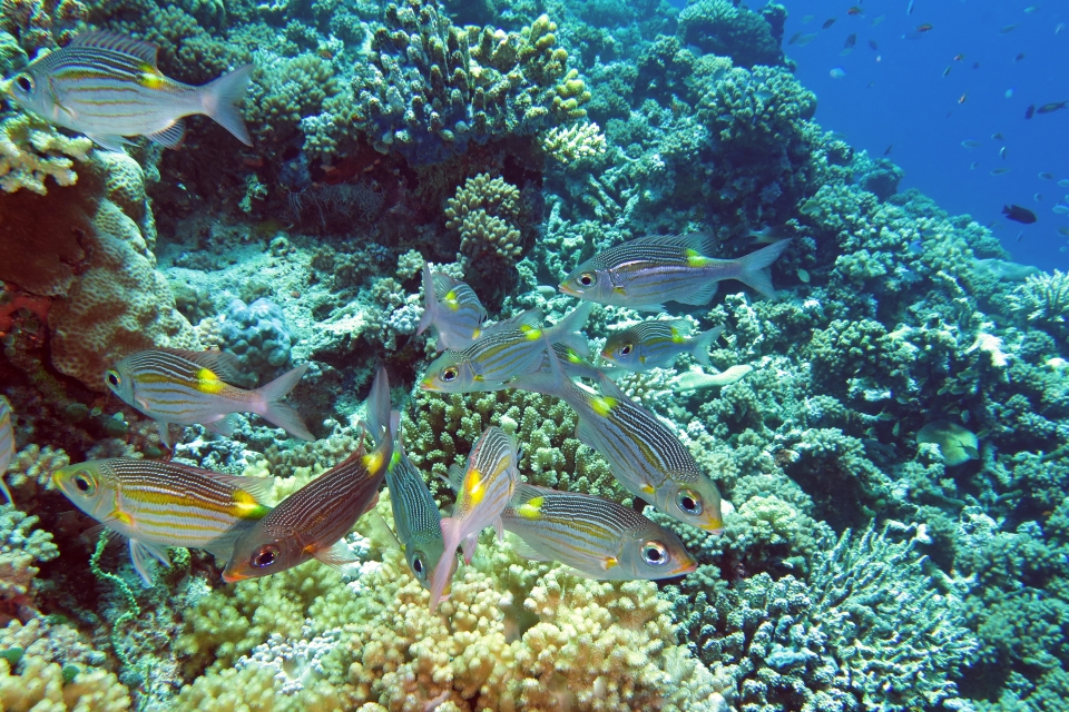 Gnathodentex aureolineatus
