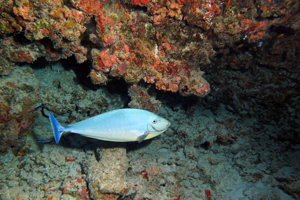 Naso hexacanthus