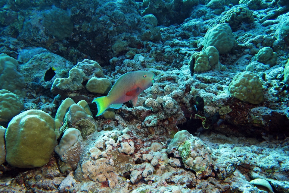 Chlorurus gibbus