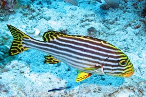 Plectorhinchus vittatus, Plectorhinchus gibbosus, Sargocentron spiniferum, Labroides dimidiatus