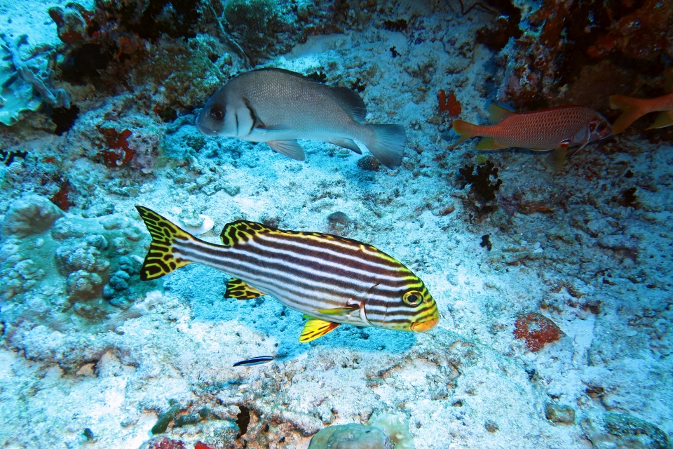 Plectorhinchus vittatus, Plectorhinchus gibbosus, Sargocentron spiniferum, Labroides dimidiatus