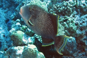 Pseudobalistes flavimarginatus, Chaetodon falcula