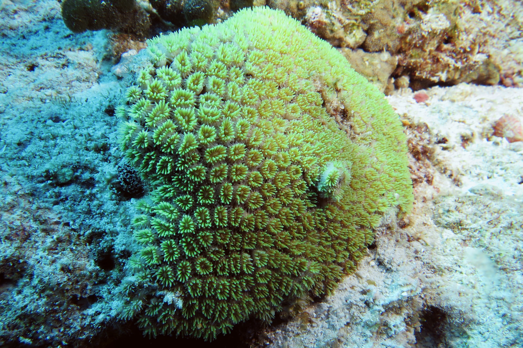 Galaxea sp.