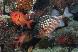 Myripristis adusta, Myripristis murdjan