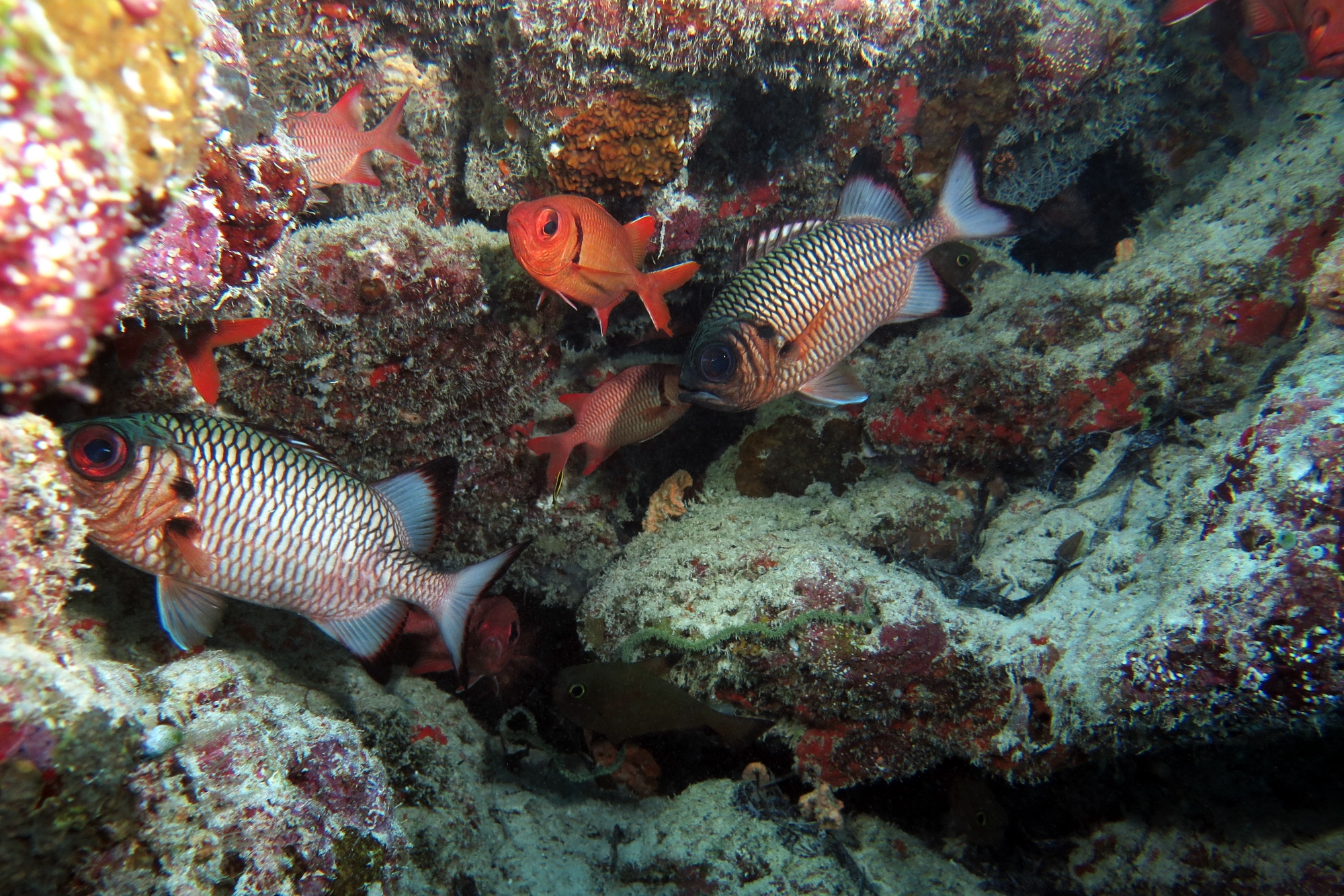 Myripristis adusta, Myripristis murdjan