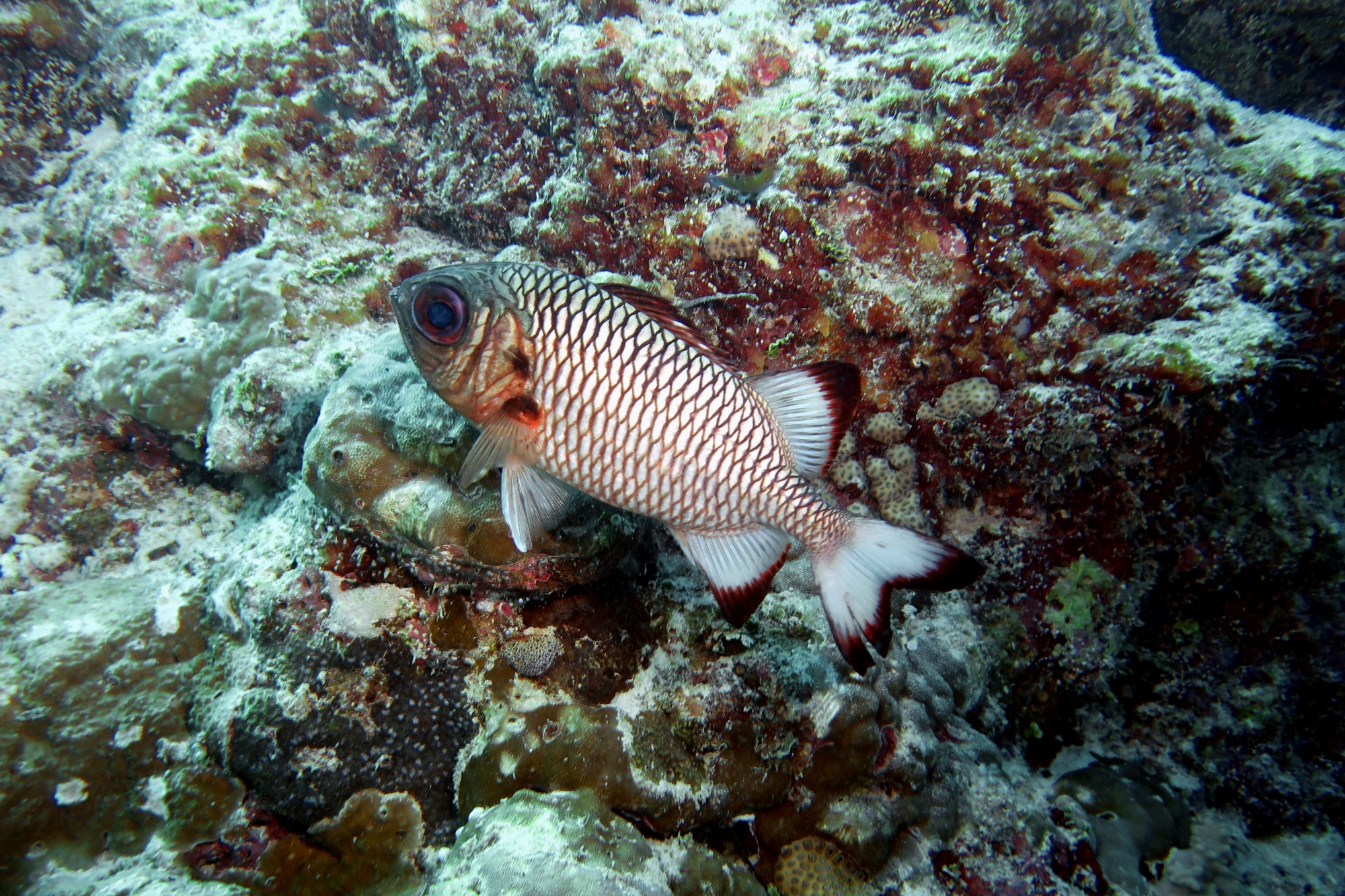 Myripristis adusta