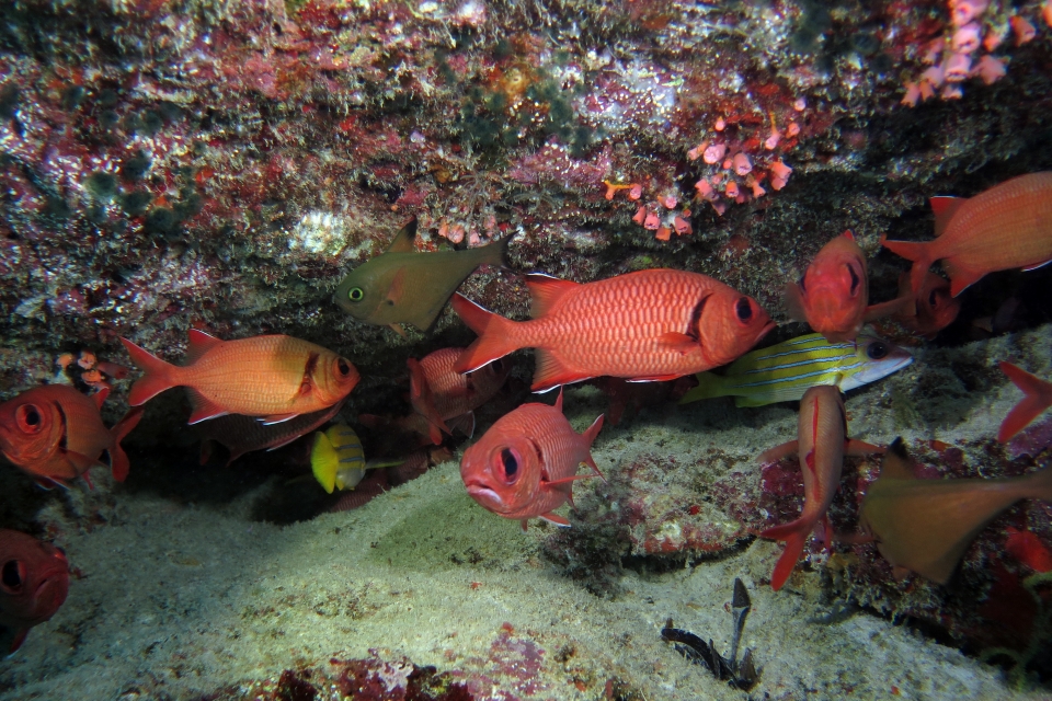 Myripristis murdjan, Pempheris vanicolensis, Lutjanus kasmira