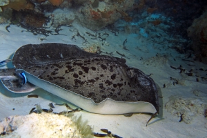 Taeniura meyeni, Labroides dimidiatus