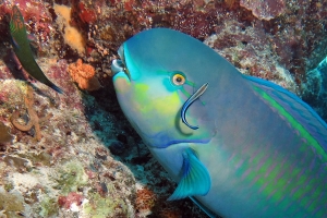 Chlorurus strongylocephalus, Labroides dimidiatus, Thalassoma lunare