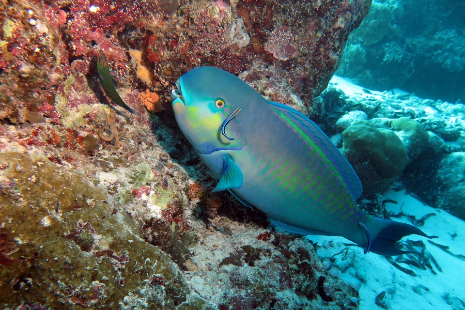 Chlorurus strongylocephalus, Labroides dimidiatus, Thalassoma lunare