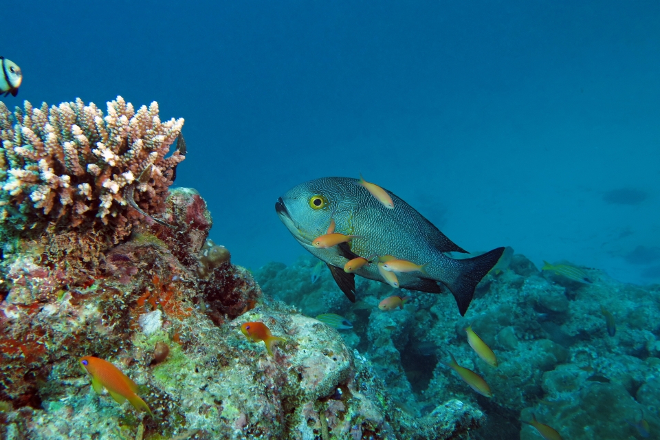 Macolor macularis, Pseudanthias dispar et Pseudanthias squamipinnis