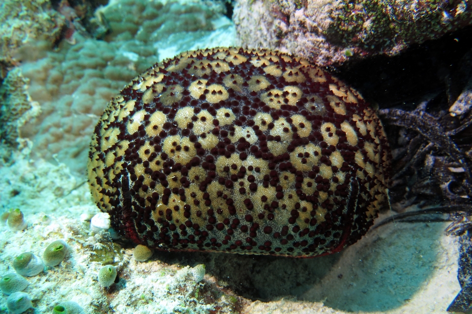 Culcita schmideliana
