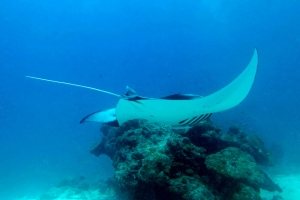 Mobula alfredi