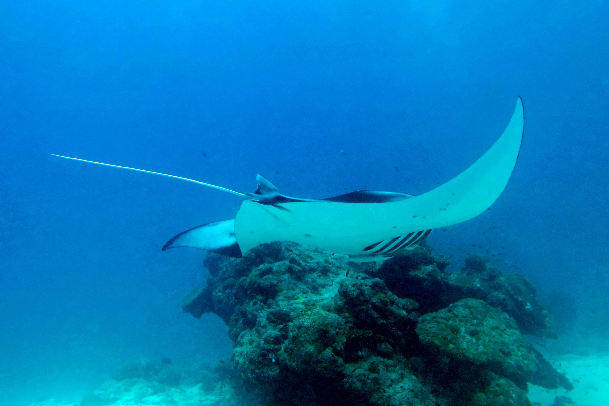 Mobula alfredi