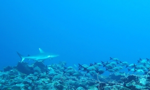 Carcharhinus amblyrhynchos, Lutjanus gibbus, Lutjanus monostigma