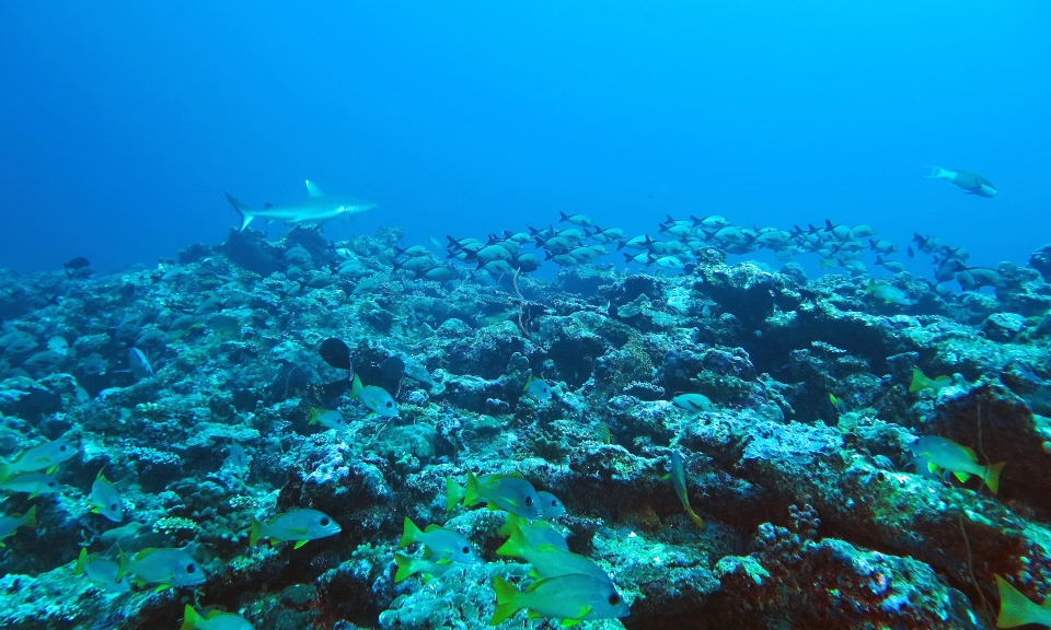 Carcharhinus amblyrhynchos, Lutjanus gibbus, Lutjanus monostigma
