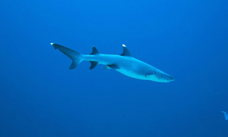 Triaenodon obesus