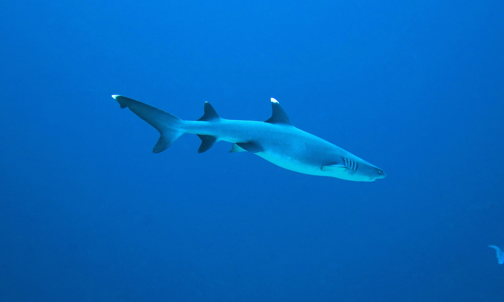 Triaenodon obesus