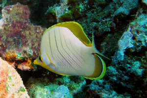 Chaetodon xanthocephalus