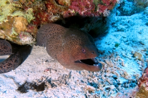 Gymnothorax javanicus