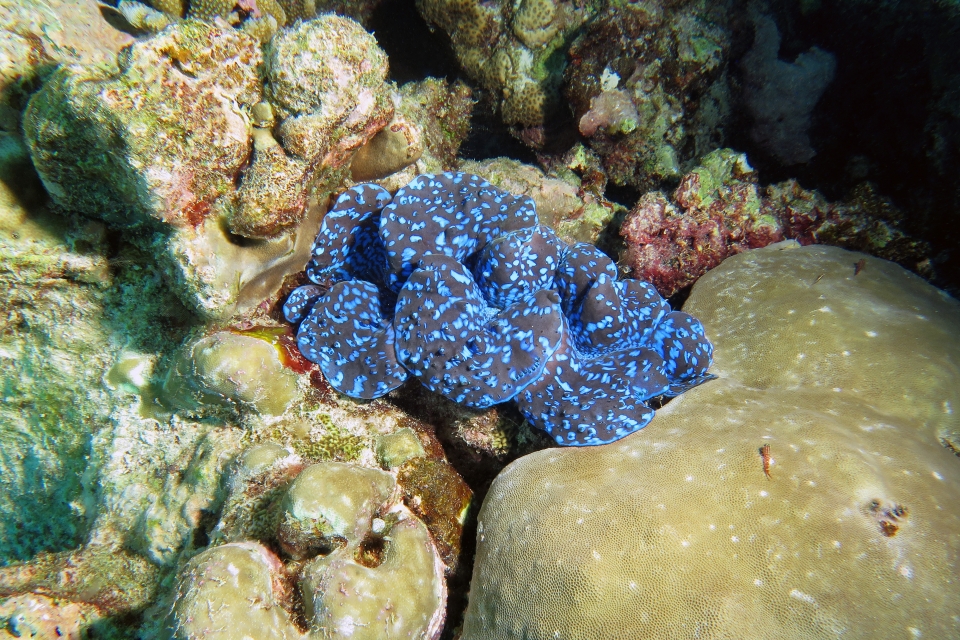 Tridacna maxima