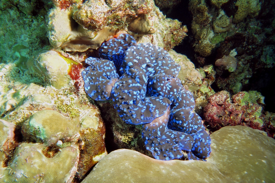 Tridacna maxima