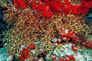 Melithaea maldivensis