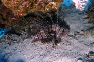 Pterois miles