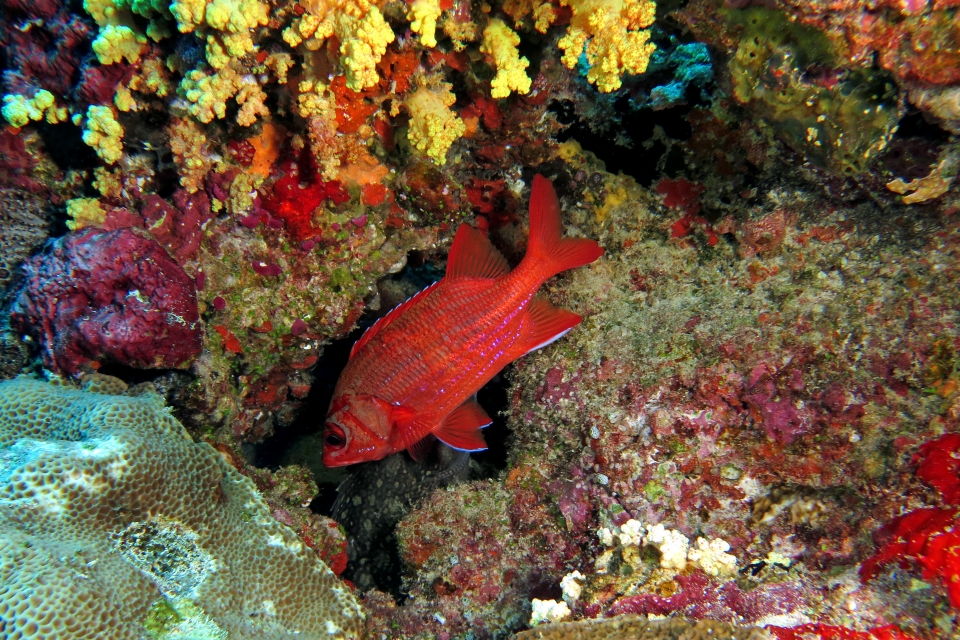 Sargocentron tiere