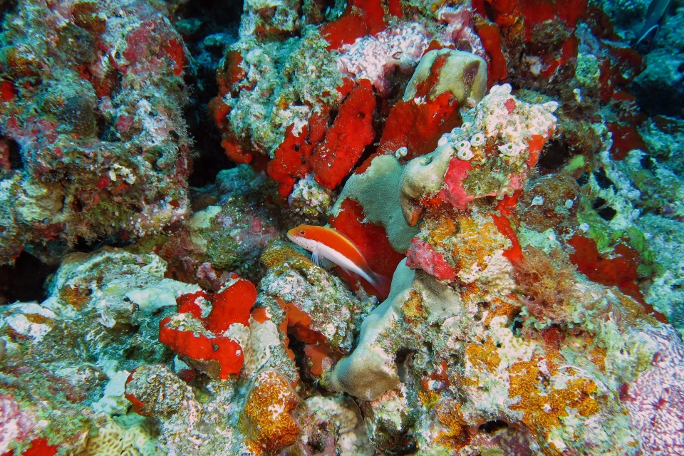 Paracirrhites forsteri