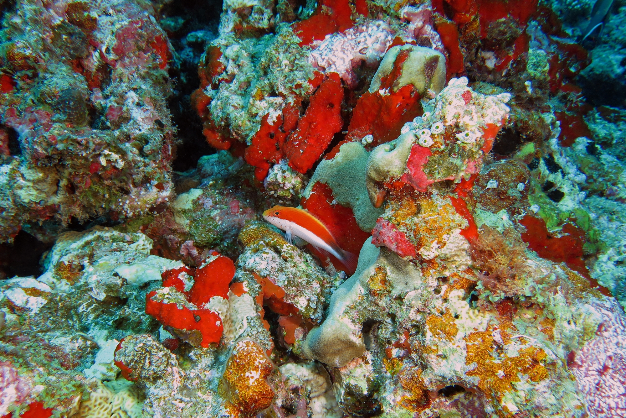 Paracirrhites forsteri