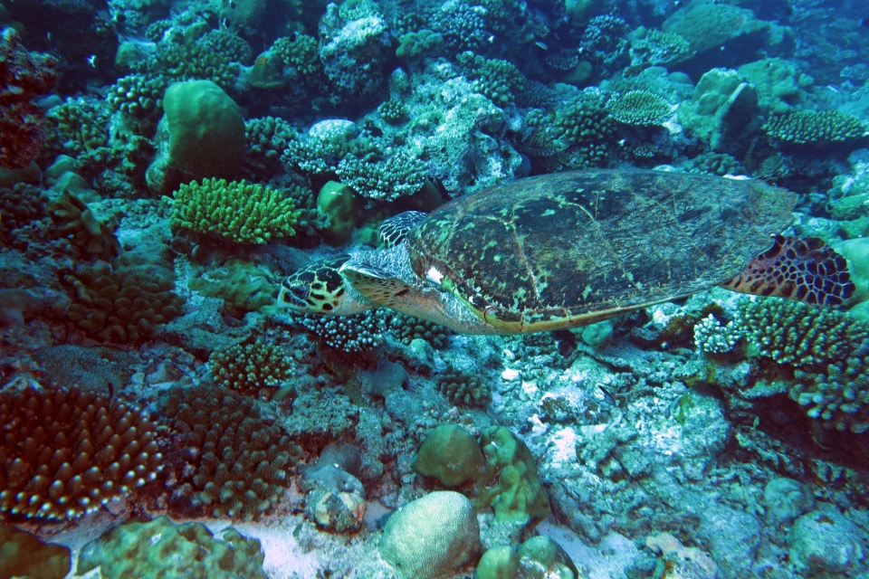 Eretmochelys imbricata