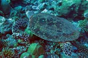 Eretmochelys imbricata