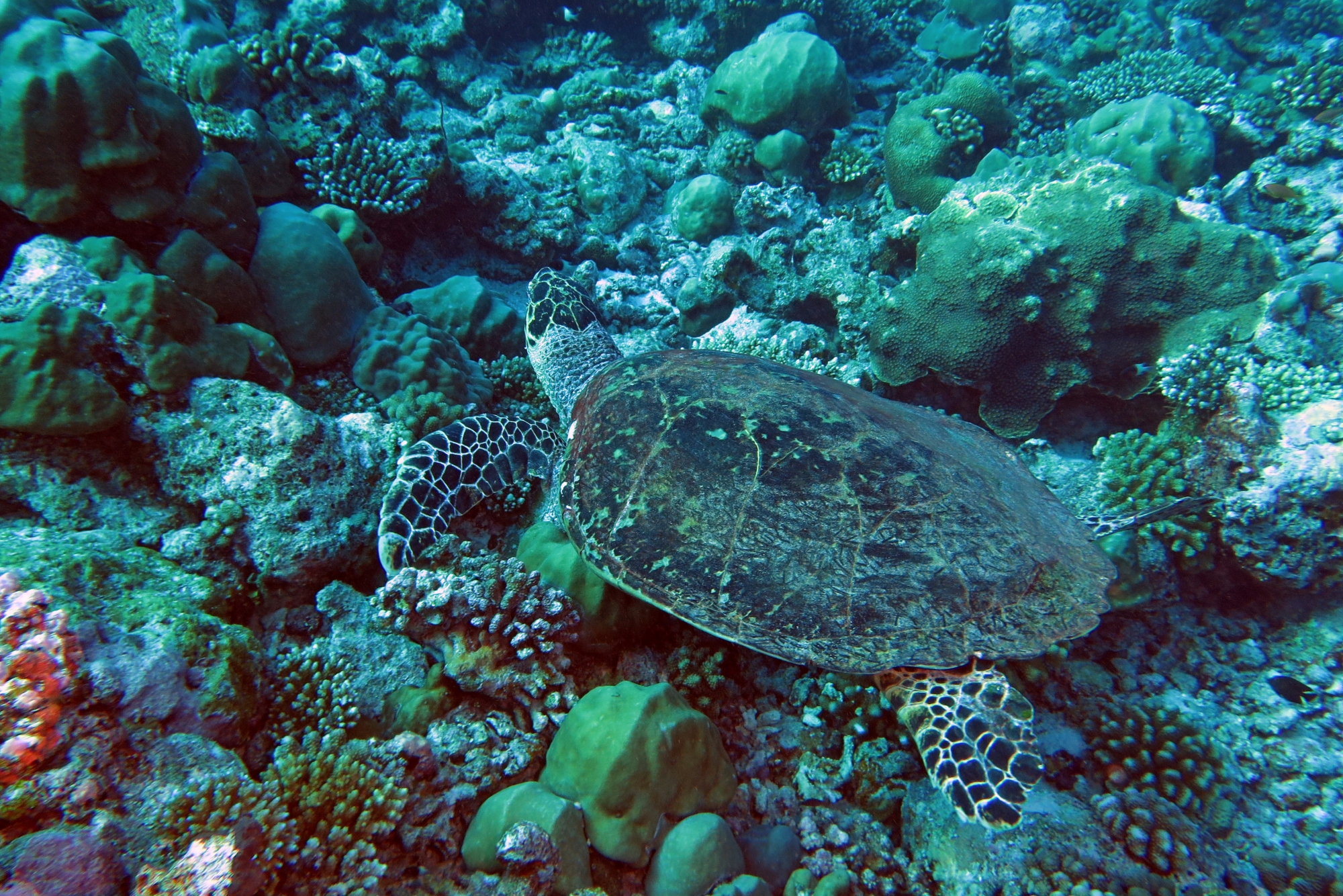 Eretmochelys imbricata