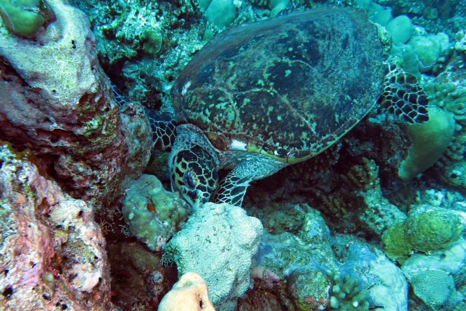 Eretmochelys imbricata
