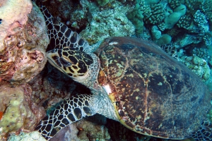 Eretmochelys imbricata