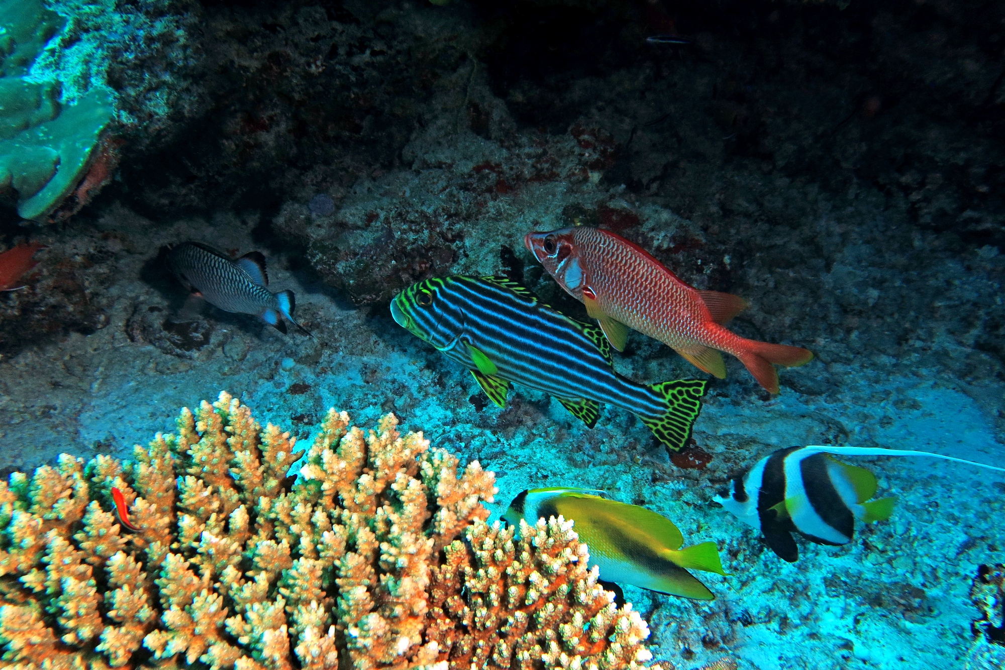 Myripristis adusta, Plectorhinchus vittatus, Sargocentron spiniferum, Heniochus monoceros,  Heniochus diphreutes
