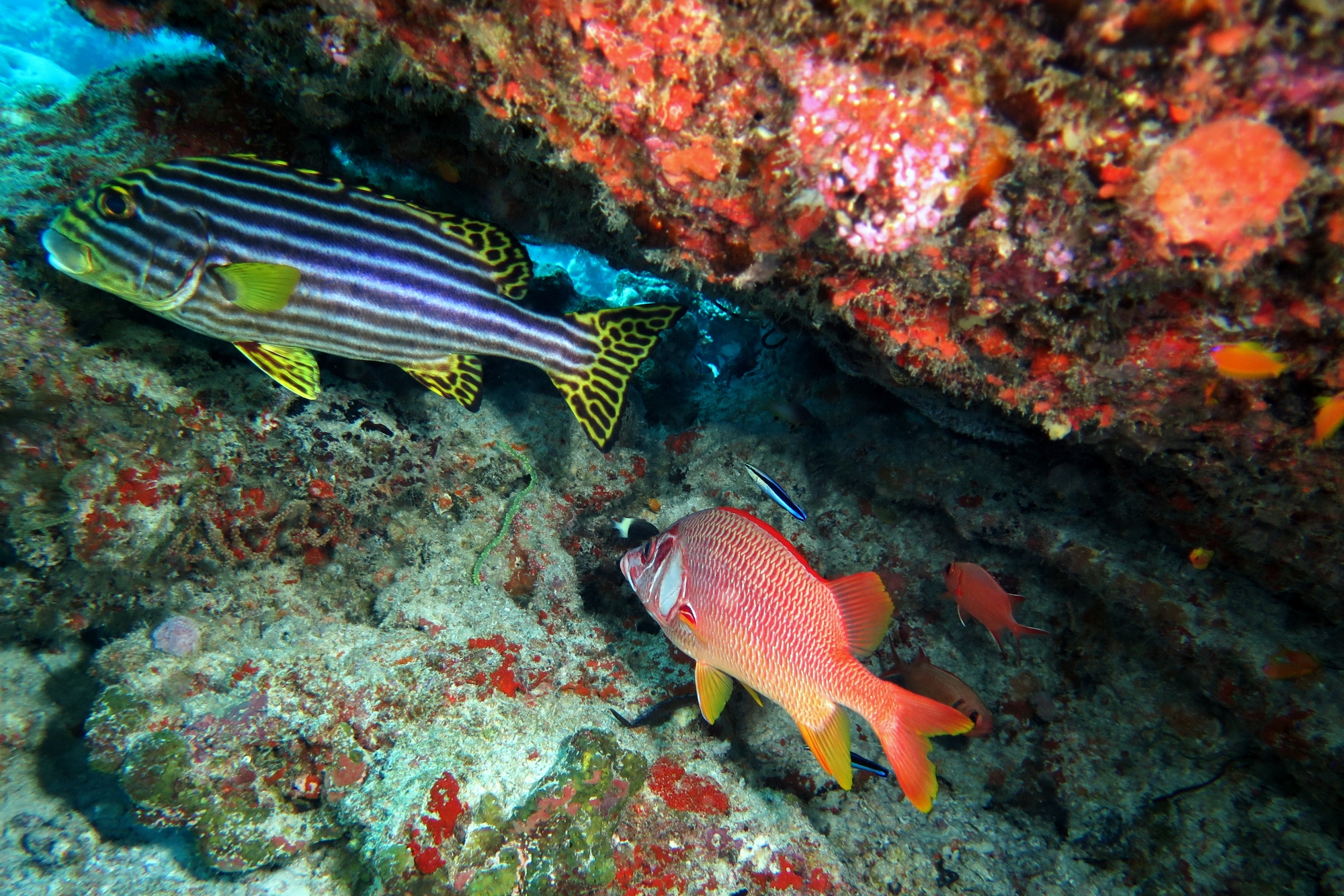 Plectorhinchus vittatus, Labroides dimidiatus, Sargocentron spiniferum, Myripristis vittata