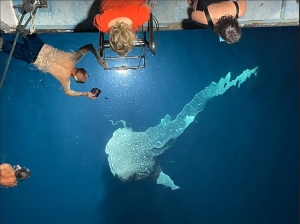 Rhincodon typus (Photo d'un participant de la croisière, Merci)