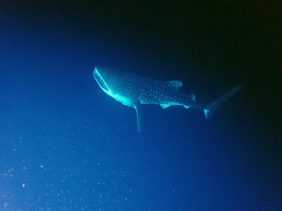 Rhincodon typus (Photo d'un participant de la croisière, Merci)